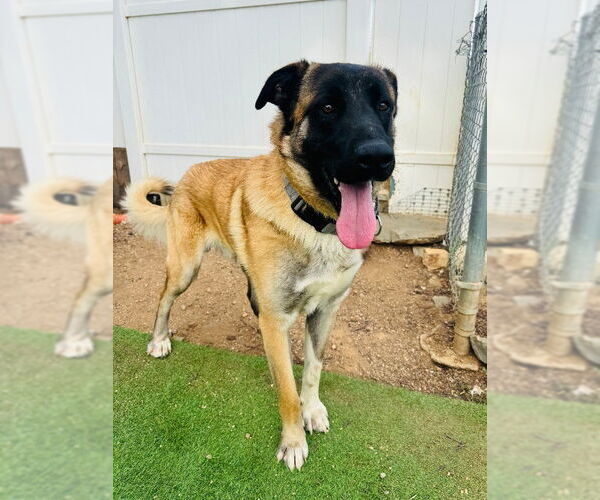 Medium Photo #3 Mutt Puppy For Sale in Marina Del Rey, CA, USA