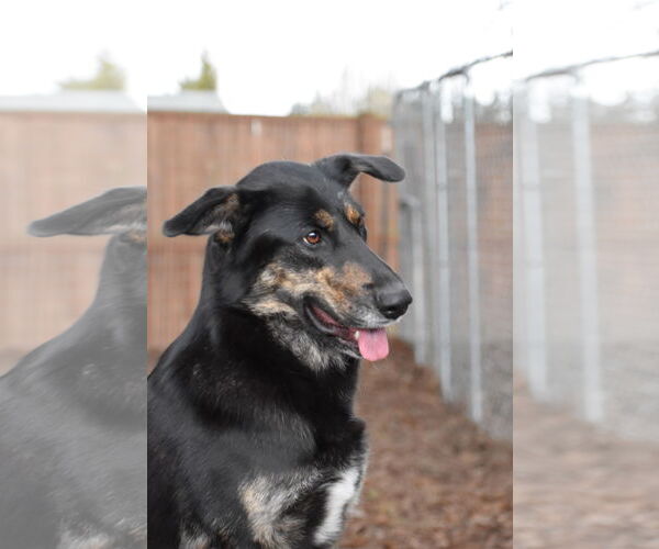Medium Photo #3 Shepradors Puppy For Sale in Sequim, WA, USA