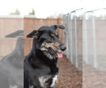 Small #2 Shepradors