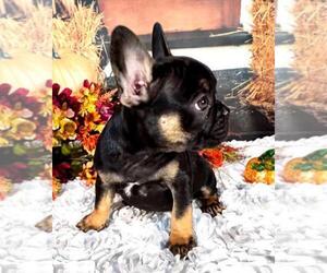 French Bulldog Puppy for sale in HUDSON, CO, USA