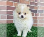 Small #4 Pomeranian