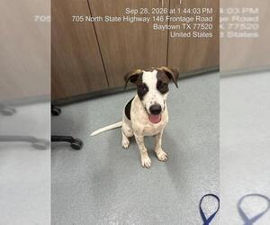 Mutt Dogs for adoption in Baytown, TX, USA