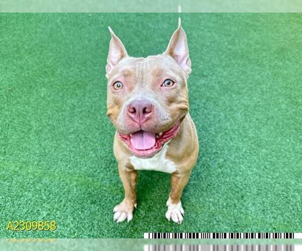 Medium Photo #1 American Pit Bull Terrier-Unknown Mix Puppy For Sale in West Palm Beach, FL, USA