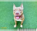 Small American Pit Bull Terrier Mix