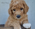 Small Photo #8 Goldendoodle-Poodle (Miniature) Mix Puppy For Sale in SARATOGA SPRINGS, UT, USA