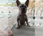 Small #2 French Bulldog