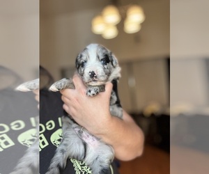 Medium Australian Shepherd
