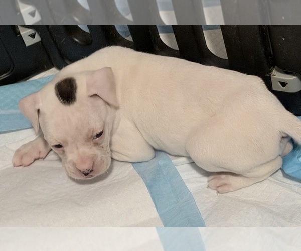 Medium Photo #7 Boxer Puppy For Sale in DISPUTANTA, VA, USA