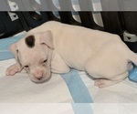 Boxer puppies - Male Boxer Puppy for Sale - Photo #7