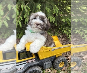 Havanese Puppy for sale in MIDDLEBURY, IN, USA