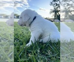 Small Photo #3 Great Pyrenees-Newfoundland Mix Puppy For Sale in ORLANDO, FL, USA