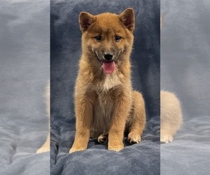 Imo-Inu Puppy for sale in HILLSBORO, WI, USA