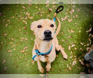 Labrador Retriever Dogs for adoption in Orlando, FL, USA