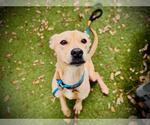Small Labrador Retriever