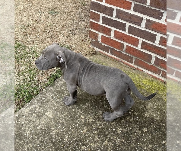 Medium Photo #14 American Bully Puppy For Sale in UPPER MARLBORO, MD, USA