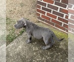 Small #13 American Bully