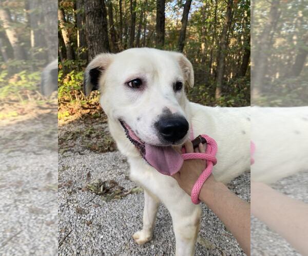 Medium Photo #1 Dalmatian-Great Pyrenees Mix Puppy For Sale in Frenchburg, KY, USA