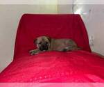 Small Photo #4 American Pit Bull Terrier-German Shepherd Dog Mix Puppy For Sale in DETROIT, MI, USA
