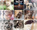 Small Photo #10 French Bulldog Puppy For Sale in BUCKS BAR, CA, USA