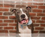 Small #3 American Bulldog Mix
