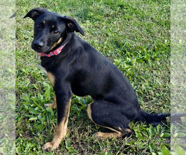 Medium Photo #2 American Rat Pinscher Puppy For Sale in Batavia, OH, USA