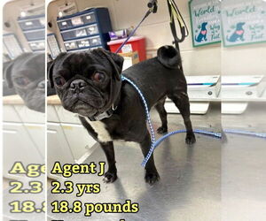 Pug-Unknown Mix Dogs for adoption in Mooresville, NC, USA