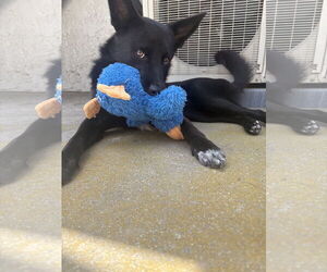 Mutt Dogs for adoption in Menifee, CA, USA