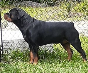 Father of the Rottweiler puppies born on 07/15/2022