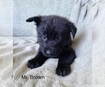 Image preview for Ad Listing. Nickname: Litter of 8