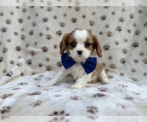 Cavalier King Charles Spaniel Puppy for sale in LAKELAND, FL, USA