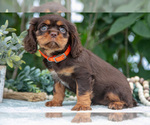Small #1 Cavalier King Charles Spaniel