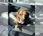 Small #5 Beagle Mix
