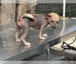 Small Photo #16 Chinese Crested Puppy For Sale in SOUTHERN PINES, NC, USA