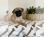 Small #5 Pug