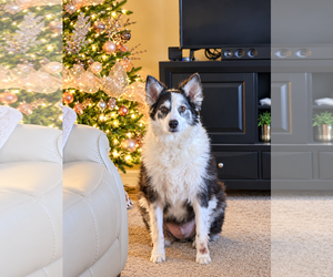 Australian Shepherd-Unknown Mix Dogs for adoption in Dallas, TX, USA