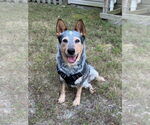 Small Mutt