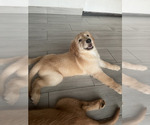 Small Photo #36 Golden Retriever Puppy For Sale in ORLANDO, FL, USA