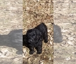Small Photo #14 Labradoodle Puppy For Sale in JACKSON, MN, USA