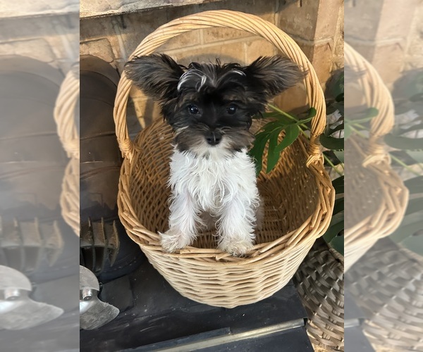 Medium Photo #11 Yorkshire Terrier Puppy For Sale in BRIDGETON, NJ, USA