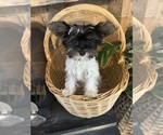 Small #10 Yorkshire Terrier