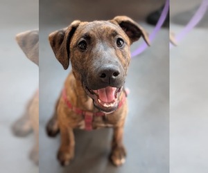 Mastador Dogs for adoption in Holly Springs, NC, USA