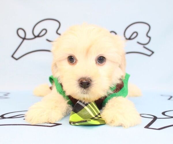 Medium Photo #24 Mal-Shi Puppy For Sale in LAS VEGAS, NV, USA