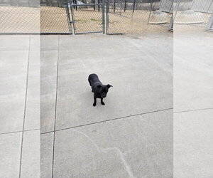 Mutt Dogs for adoption in Maquoketa, IA, USA