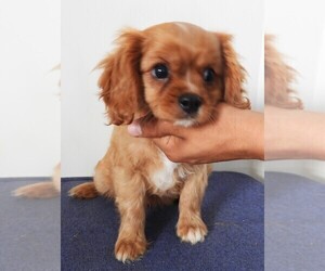 Cavalier King Charles Spaniel Puppy for sale in CARLISLE, KY, USA