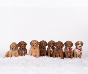 Goldendoodle (Miniature) Puppy for sale in YUKON, OK, USA