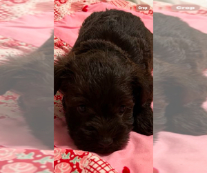 Schnauzer (Miniature) Puppy for sale in SALUDA, SC, USA
