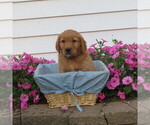Puppy L blue collar English Cream Golden Retriever
