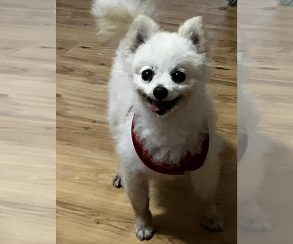 Medium Photo #4 Pomeranian-Unknown Mix Puppy For Sale in Decatur, GA, USA
