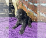 Small Photo #16 Labradoodle Puppy For Sale in CRAIG, NE, USA