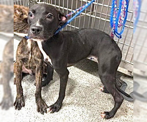 Medium Photo #1 Plott Hound-Unknown Mix Puppy For Sale in Houston, TX, USA